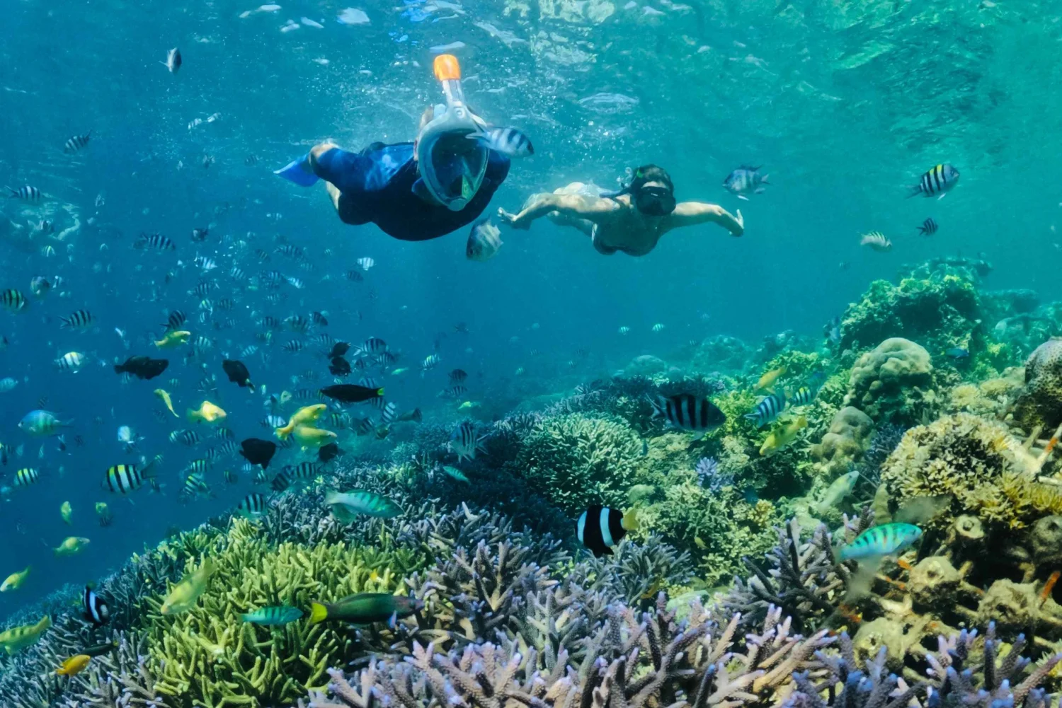 gili sudak